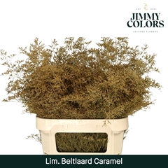Limonium Painted Beltaard Caramel 90cm 50gr.