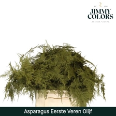 Asparagus Setaceus Painted Olive 45cm