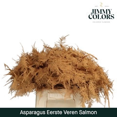 Asparagus Setaceus Painted Salmon 45cm