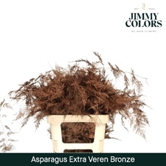 Asparagus Setaceus Painted Bronze 65cm