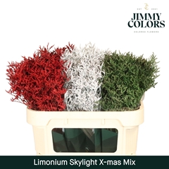 Limonium Painted Skylight X-Mas Mix 70cm 25gr.