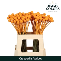 Craspedia Painted Apricot 60cm