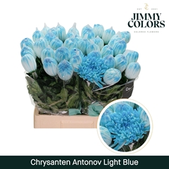 Chrysanth Single Painted Antonov Light Blue 70cm 110gr.