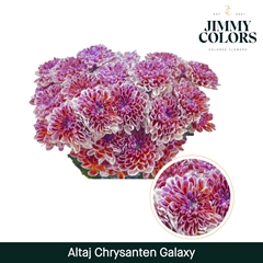 Chrysanth Spray Painted Altaj Galaxy 70cm 105gr.