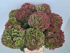 Hydrangea Royal Palace Classic 60cm 18-20cm Hd