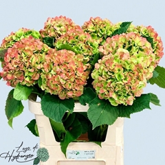 Hydrangea Verena Classic 80cm 20-22cm Hd