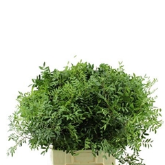 Pistacia Leaf Per Bunch 45cm