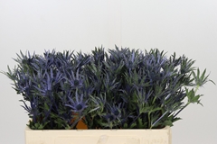 Eryngium Planum 70cm