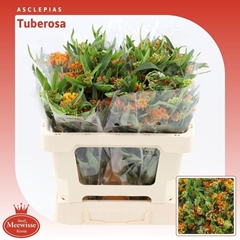 Asclepias Tuberosa 50cm