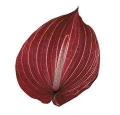 Anthurium Safari 7cm Hd