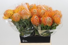 Leucospermum Soleil 50cm
