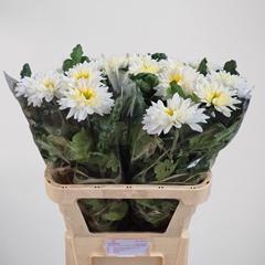 Chrysanth Single Inga 82cm 130gr.