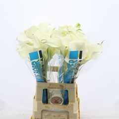 Zantedeschia Captain Ventura 65cm