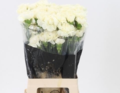 Dianthus Single Diletta Crema 65cm