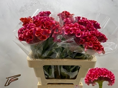 Celosia Muse Coral 56cm