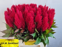Celosia Century Red 60cm