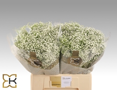 Gypsophila Paniculata Zinzi Discovery 60cm 15gr.