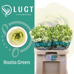 Eustoma Double Rosita Green 70cm