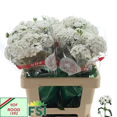 Dianthus Barb Duke Breanthus 60cm