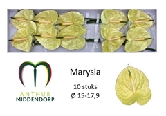 Anthurium Marysia Antique 15cm Hd