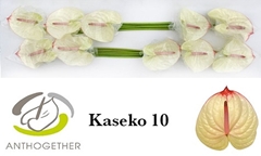 Anthurium Kaseko 15cm Hd
