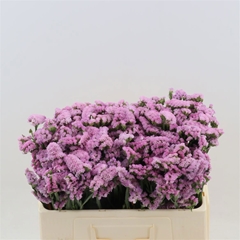 Limonium Sinuatum Pretty Wings 50cm 20gr.