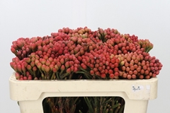 Brunia Laevis Red 50cm