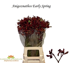 Anigozanthos Early Spring 70cm