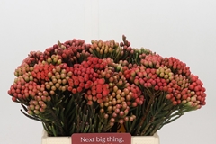 Brunia Laevis Red 40cm