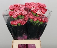 Dianthus Single Cheerio 65cm