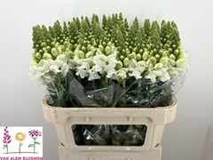 Antirrhinum Opus White 75cm