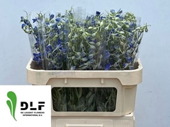 Delphinium Single Volkerfrieden 70cm