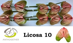 Anthurium Licosa 15cm Hd