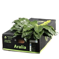 Fatsia Japonica Per Bunch 45cm