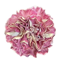 Dianthus Single Wine Cover 70cm