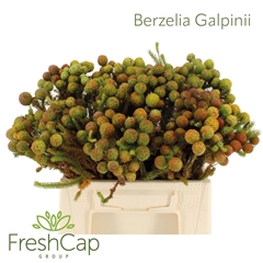 Berzelia Galpinii 40cm