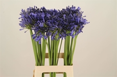 Agapanthus Intermedius 70cm