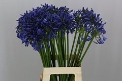 Agapanthus Intermedius 65cm