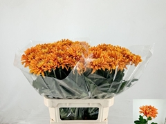 Chrysanth Single Astro 80cm 110gr.