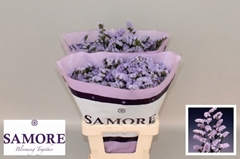 Limonium Sinuatum Donau Birds 60cm 25gr.