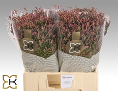 Limonium Sinense Scarlet Diamond 60cm 20gr.