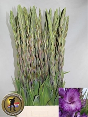 Gladiolus Mauve Muse 105cm 150gr.