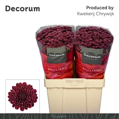 Chrysanth Santini Jinda Red 55cm 56gr.