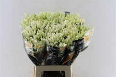 Agapanthus Eyfori White 65cm