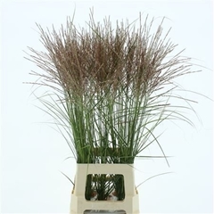 Miscanthus Rotfeder 85cm