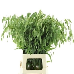 Chasmanthium Latifolium Mantis 70cm