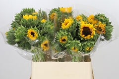 Helianthus Orange Fire 80cm