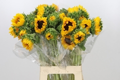 Helianthus Orange Fire 70cm