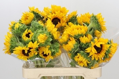Helianthus Orange Fire 60cm
