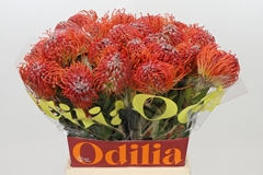 Leucospermum Crimson 50cm